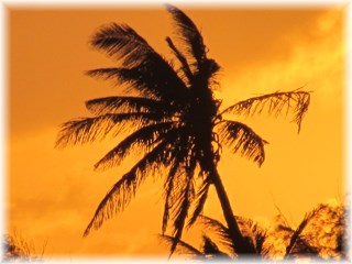 Cooconut Palms are common on the Bazaruto
                        Islands
