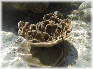 Paradise Island corals
