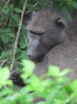 Royalty free, Chacma baboon Free to use