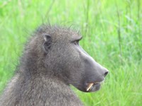 Royalty free photos of animals to use on my
                website