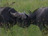Free picture of African Buffalo. Royalty free