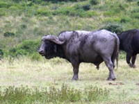 Royalty free photo - African buffalo picture