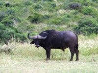 Royalty free pictures. Photo of an African Buffalo