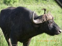Royalty free image of a buffalo