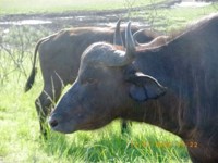 Royalty free buffalo photo to use on my blog