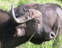 Royalty free photos and pictures to use - Buffalo