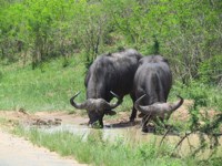 Royalty free pictures - 2 brothers - African
                buffalo