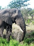 African elephant wild and free. Photo from Africa