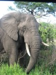 Royalty free photos and pictures to use - elephant