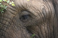 Elephant close up photo royalty free to use
