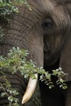 African elephant photographed on tour with extreme
                nature tours