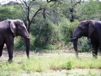 African
                elephant. Royalty free pictures of African elephants