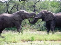 Royalty free picture to use - elephant in Africa