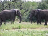Royalty free image of an African Elephant. Extreme
                Nature Tours