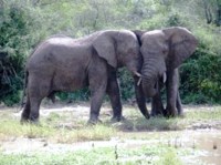 Royalty free picture. African Elephant