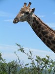 Royalty free Stock photos of Giraffe