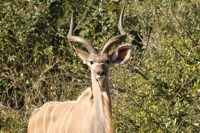 Royalty free image. Kudu at St Lucia South Africa