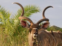 ROYALTY FREE IMAGES TO DOWNLOAD - Kudu in
                iSimangaliso