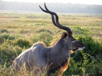 Royalty free pictures of animals - Kudu