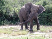 Royalty free photo. African Elephant
