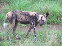 Royalty free image - wild dog