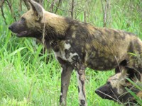 Royalty free photo - Wild dog