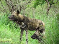 Royalty free picture - Wild dog hunting
