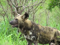 Free picture to use - wild dog