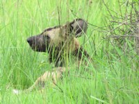 Royalty free photo to use - Wild dog / Painted dog