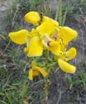 Royalty free photos to use. Orchid Eulophia
                speciosa