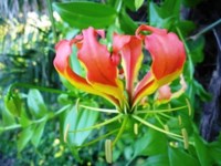 Royalty free photos to use. Flame Lilly - Gloriosa
                superba