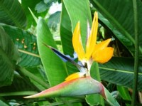 Royalty free photos to use. Strelitzia