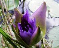 Royalty free pictures to use. Water lilly