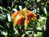 Royalty free pictures to use. Clivia Flower