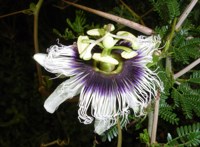 Royalty free pictures to use. Granedilla flower