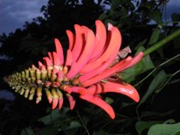 Royalty free pictures to use. Erythrina Flower,
                Coral tree