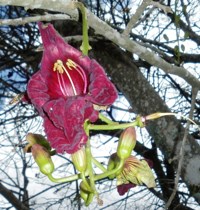 Royalty free pictures to use. Sausage tree flower.
                Africa
