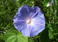Royalty free pictures to use . Ipomea