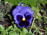 Royalty free pictures to use. Blue black panzy