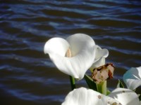 Royalty free pictures to use. Pigs ear / Arum
                Lilly