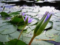 Royalty free pictures to use. Arum lilly at the
                water