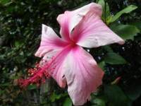 Royalty free photos to use. Hibiscus flower