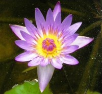 Royalty free photos to use. Water lilly flower