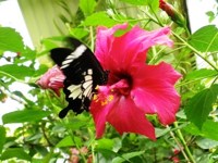 Royalty free photos to use. Buttlerfly on Hibiscus