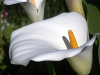 Royalty free photos to use. Arum lilly picture free
                to download