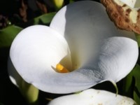 Royalty free photos to use. Arum lilly flower in
                Africa