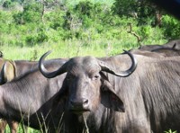 Stock photos free to use. Royalty free. Buffalo cow
                photo