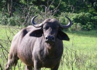 Stock photos free to use. Royalty free. Buffalo
                Toro the bull