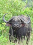Stock photos free to use. Royalty free. Big old
                Daga boy Buffalo