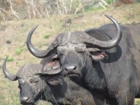 Stock photos free to use. Royalty free. 2 Buffalo
                bulls